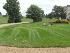 Lawn Overseeding