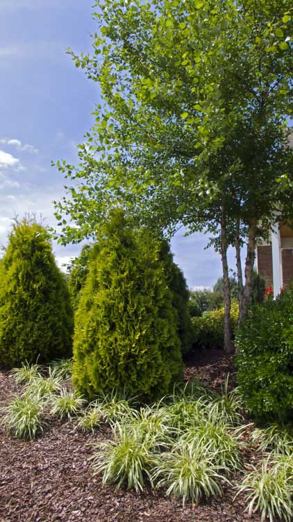 Tree and Shrub Trimming:  Proper Timing is Paramount