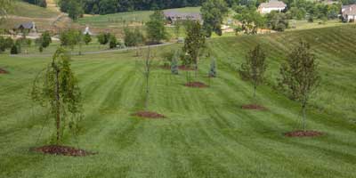 Grass Mowing Services in Johnson City, Tennessee