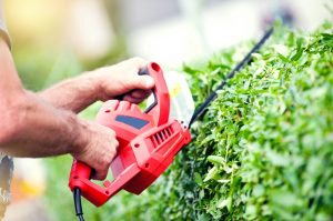 tree and shrub trimming